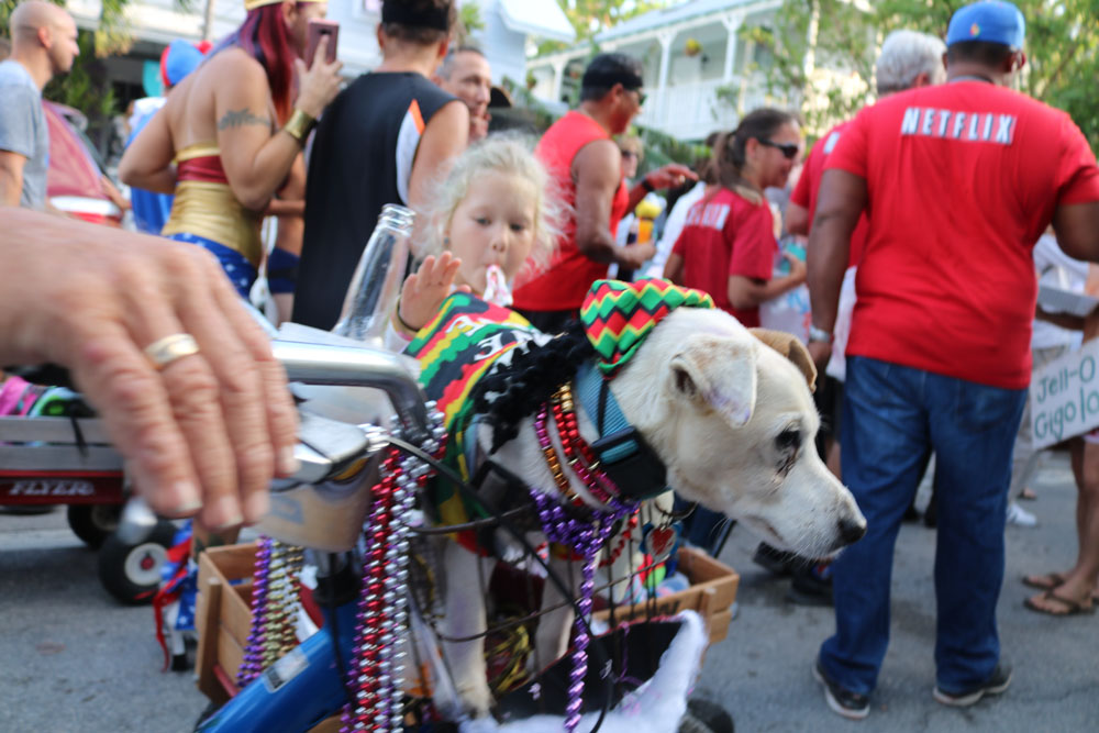 Masquerade March 2017 photo - Duval Street, Key West